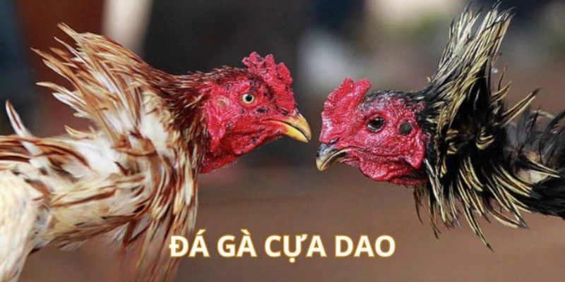 Đá gà cựa dao là một trò chơi vô cùng hấp dẫn